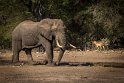 097 Kruger National Park, olifant en impala